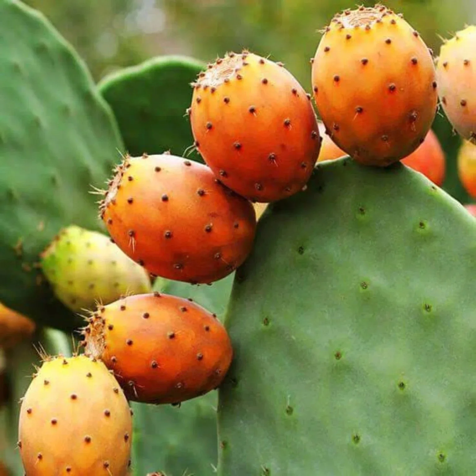 Cactus et figues de barbarie