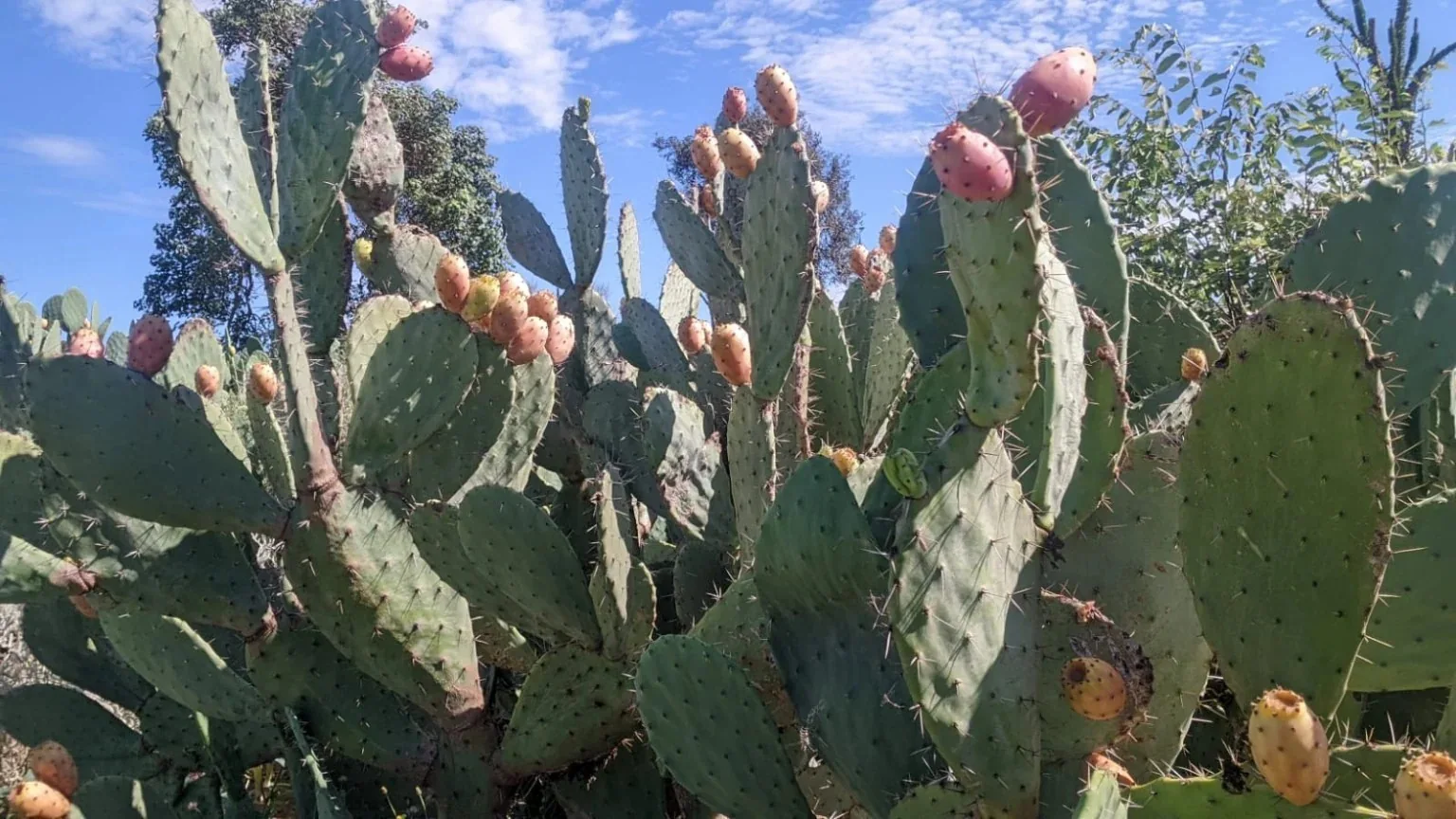 Champ de cactus